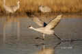 Sandhill-Crane;Crane;Grus-canadensis;Flying-bird;action;aloft;behavior;flight;fl